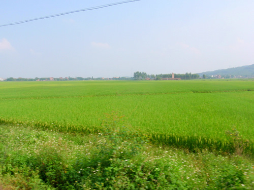 Huge rice fields in a big flat valley.